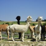 Mag.a Martina Kotzina, Esperanza - Zentrum für tierunterstützte Pädagogik