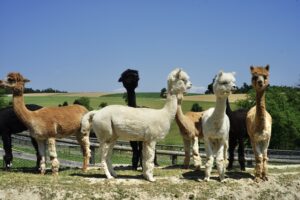 Logo: Mag.a Martina Kotzina, Esperanza - Zentrum für tierunterstützte Pädagogik